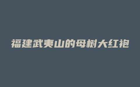 福建武夷山的母树大红袍