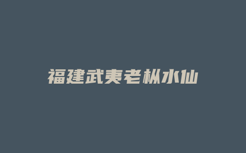 福建武夷老枞水仙