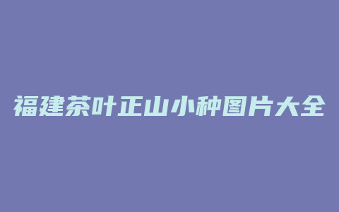 福建茶叶正山小种图片大全