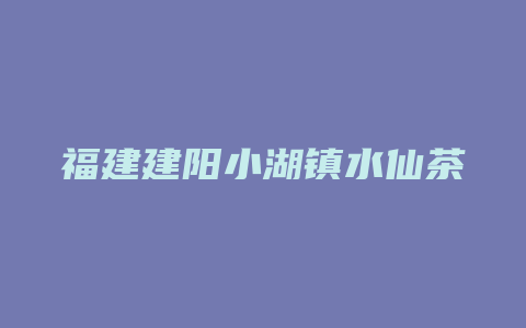 福建建阳小湖镇水仙茶