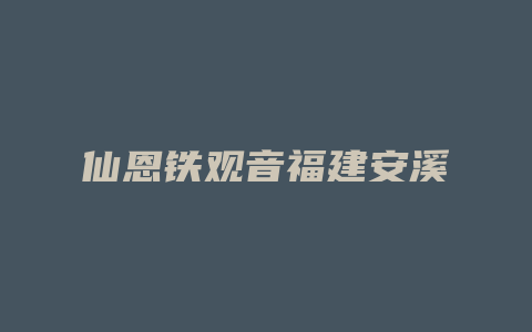 仙恩铁观音福建安溪