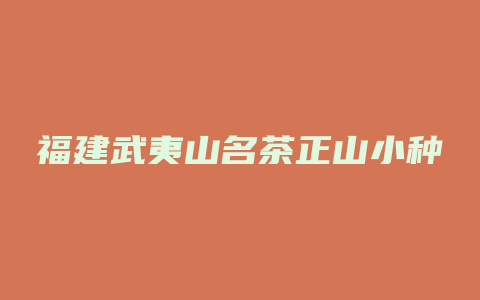 福建武夷山名茶正山小种