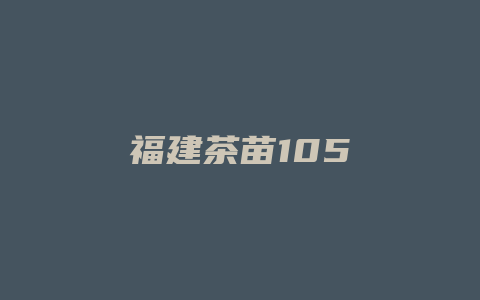 福建茶苗105