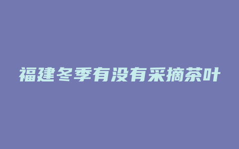 福建冬季有没有采摘茶叶