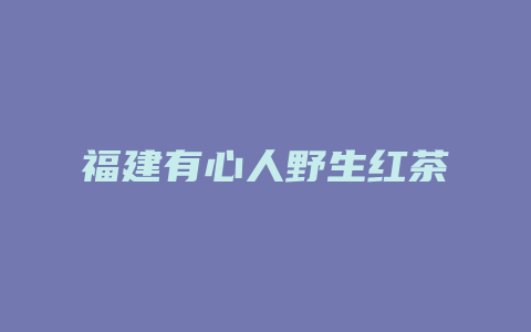 福建有心人野生红茶