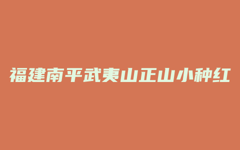 福建南平武夷山正山小种红荼多钱