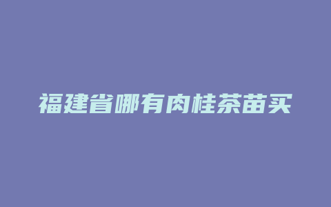 福建省哪有肉桂茶苗买