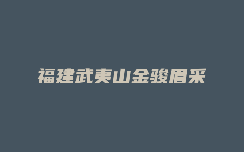 福建武夷山金骏眉采