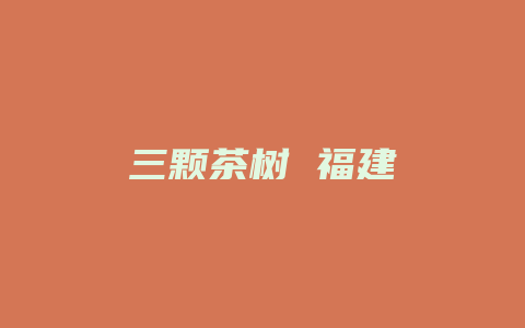 三颗茶树 福建