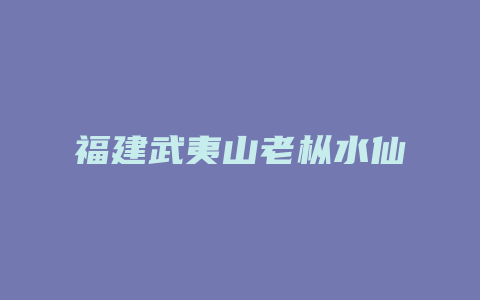 福建武夷山老枞水仙