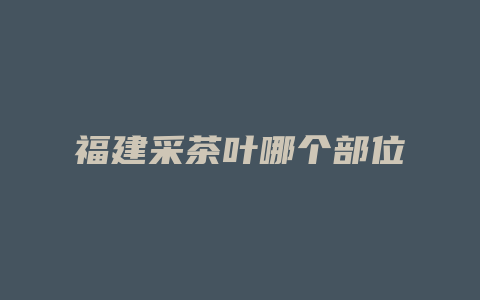 福建采茶叶哪个部位